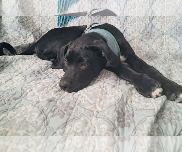 Medium Photo #3 Labrador Retriever-Unknown Mix Puppy For Sale in Princeton, MN, USA