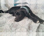 Small #2 Labrador Retriever Mix