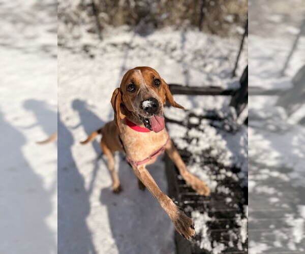 Medium Photo #5 Mutt Puppy For Sale in Elmsford, NY, USA