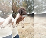 Small German Shorthaired Pointer