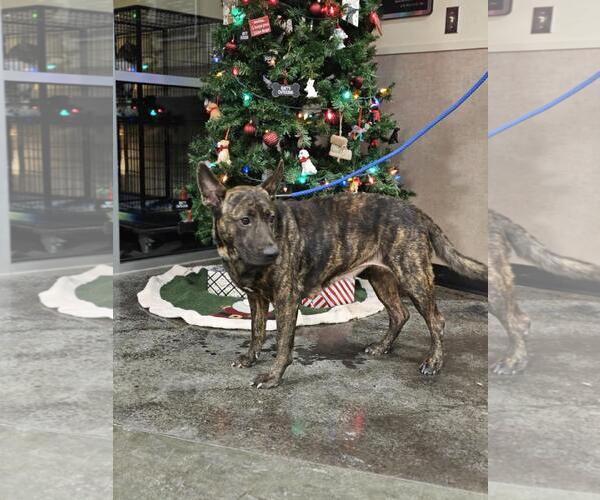 Medium Photo #2 Holland Shepherd-Unknown Mix Puppy For Sale in Rockwall, TX, USA