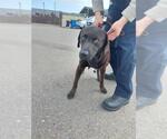 Small Labrador Retriever