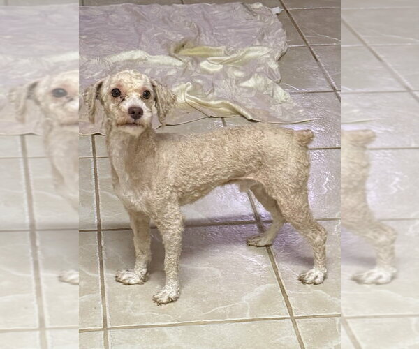 Medium Photo #2 Poodle (Miniature) Puppy For Sale in Osgood, IN, USA
