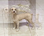 Small #1 Poodle (Miniature)