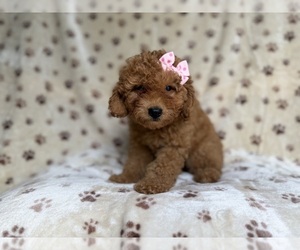 Goldendoodle (Miniature) Puppy for sale in LAKELAND, FL, USA