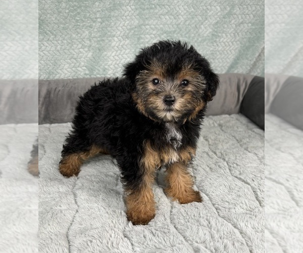 Medium Photo #7 YorkiePoo Puppy For Sale in FRANKLIN, IN, USA