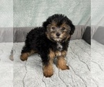 Small #6 YorkiePoo