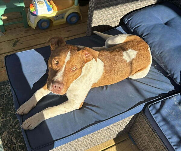 Medium Photo #2 Mutt Puppy For Sale in Hinton, WV, USA