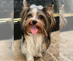 Yorkshire Terrier Puppy for sale in PALO ALTO, CA, USA