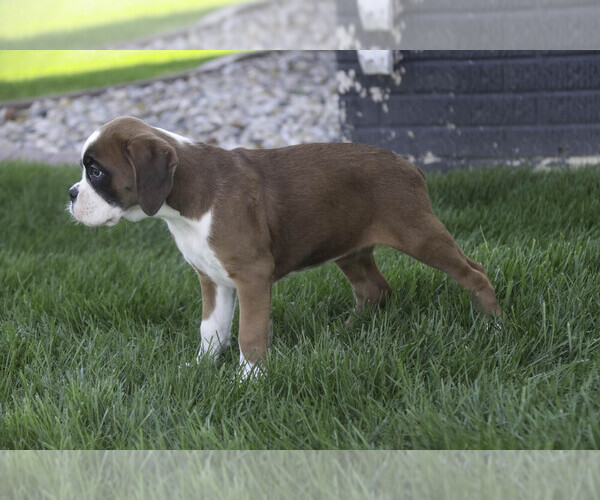Medium Photo #10 Boxer Puppy For Sale in SHIPSHEWANA, IN, USA