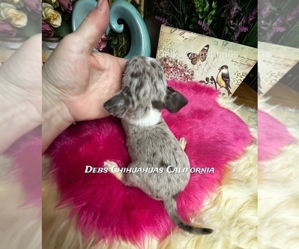 Medium Photo #3 Chihuahua Puppy For Sale in TRACY, CA, USA