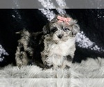 Small Photo #102 Maltipoo Puppy For Sale in WARSAW, IN, USA