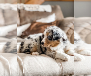 Australian Shepherd Puppy for sale in EVANSTON, WY, USA
