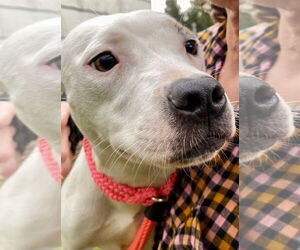 American Pit Bull Terrier-Unknown Mix Dogs for adoption in Rockaway, NJ, USA