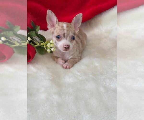 Medium Photo #7 Chihuahua Puppy For Sale in NAPLES, FL, USA