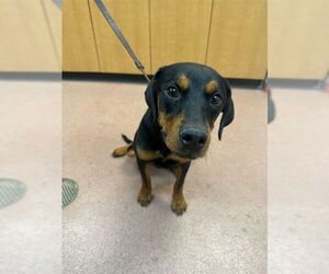 Rottweiler-Unknown Mix Dogs for adoption in Ogden, UT, USA