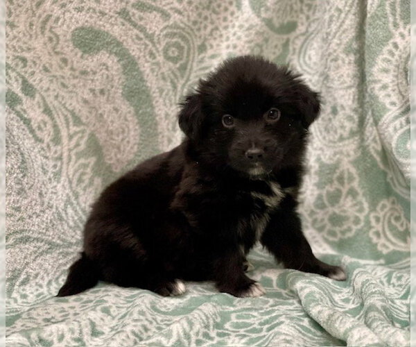Medium Photo #4 Labrador Retriever-Unknown Mix Puppy For Sale in Duluth, MN, USA