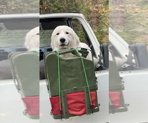 Great Pyrenees Dogs for adoption in Dana Point, CA, USA