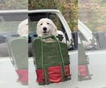 Small Great Pyrenees