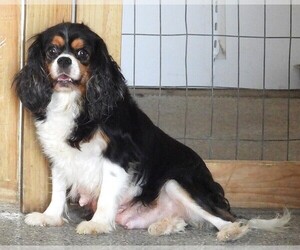 Mother of the Cavalier King Charles Spaniel puppies born on 06/15/2025