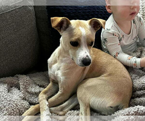 Medium Photo #2 Jack-A-Bee Puppy For Sale in Princeton, MN, USA