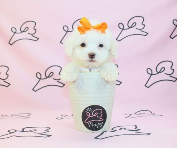 Medium Photo #17 Maltipoo Puppy For Sale in LAS VEGAS, NV, USA