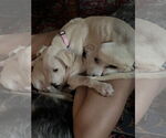 Small Photo #5 Catahoula Leopard Dog-Unknown Mix Puppy For Sale in Oakhurst, NJ, USA