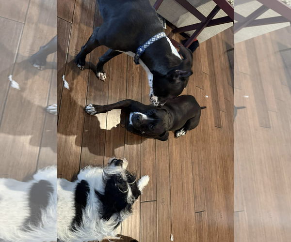 Medium Photo #4 Mutt Puppy For Sale in Kankakee, IL, USA