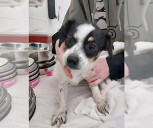 Rat-Cha Dogs for adoption in Holly Springs, NC, USA