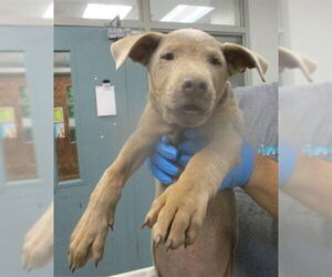 German Shepherd Dog-Unknown Mix Dogs for adoption in Oklahoma City, OK, USA