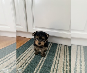 Yorkshire Terrier Puppy for sale in WARWICK, RI, USA