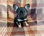 Small French Bulldog