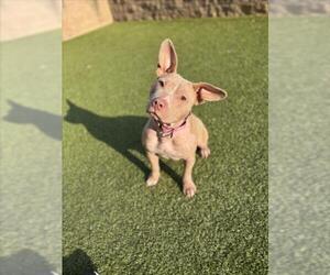 American Pit Bull Terrier Dogs for adoption in Derwood, MD, USA