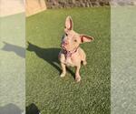Small American Pit Bull Terrier