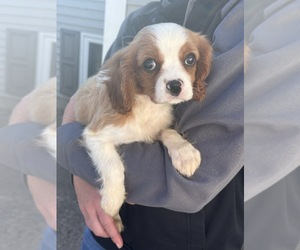Cavalier King Charles Spaniel Puppy for sale in FORT ATKINSON, WI, USA