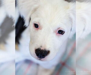 American Pit Bull Terrier-Labrador Retriever Mix Dogs for adoption in The Woodlands, TX, USA