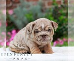 Chip - Male English Bulldog Puppy for Sale - Photo #3