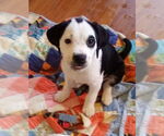 Small #4 Beagle