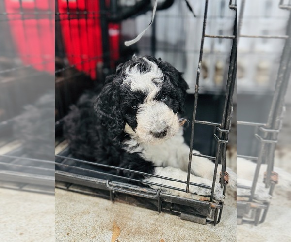 Medium Photo #27 Bordoodle Puppy For Sale in ELIZABETH CITY, NC, USA