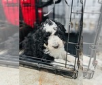 Small Photo #27 Bordoodle Puppy For Sale in ELIZABETH CITY, NC, USA