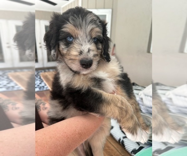 Medium Photo #26 Aussiedoodle Puppy For Sale in LONGWOOD, FL, USA