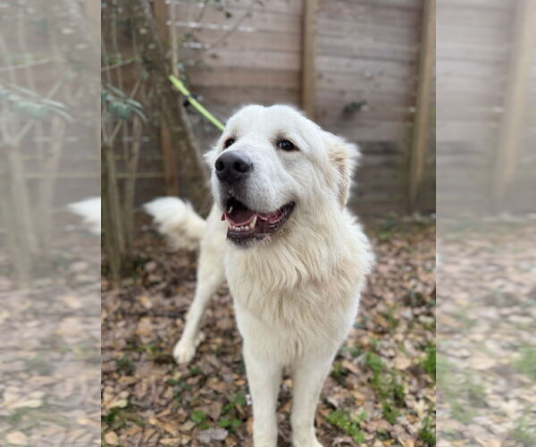 Medium Photo #2 Great Pyrenees Puppy For Sale in Spring, TX, USA