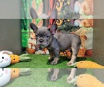 Small Photo #4 French Bulldog Puppy For Sale in MARYVILLE, TN, USA