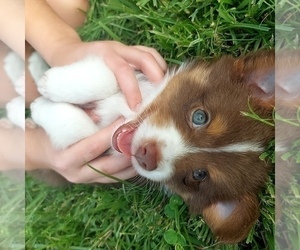 Miniature Australian Shepherd Puppy for sale in RIVERVIEW, FL, USA