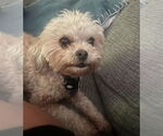 Small #1 Maltipoo