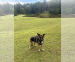 Small #3 German Shepherd Dog