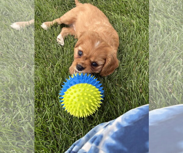 Medium Photo #2 Cavalier King Charles Spaniel Puppy For Sale in Sioux Falls, SD, USA