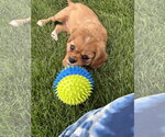 Small #1 Cavalier King Charles Spaniel