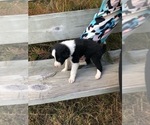Small Photo #3 Border Collie Puppy For Sale in BOWLING GREEN, KY, USA