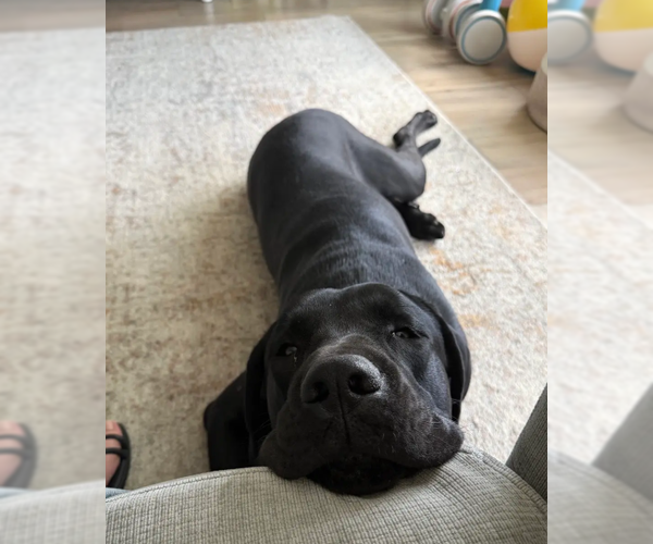 Medium Photo #6 Labrador Retriever-Unknown Mix Puppy For Sale in McKinney, TX, USA